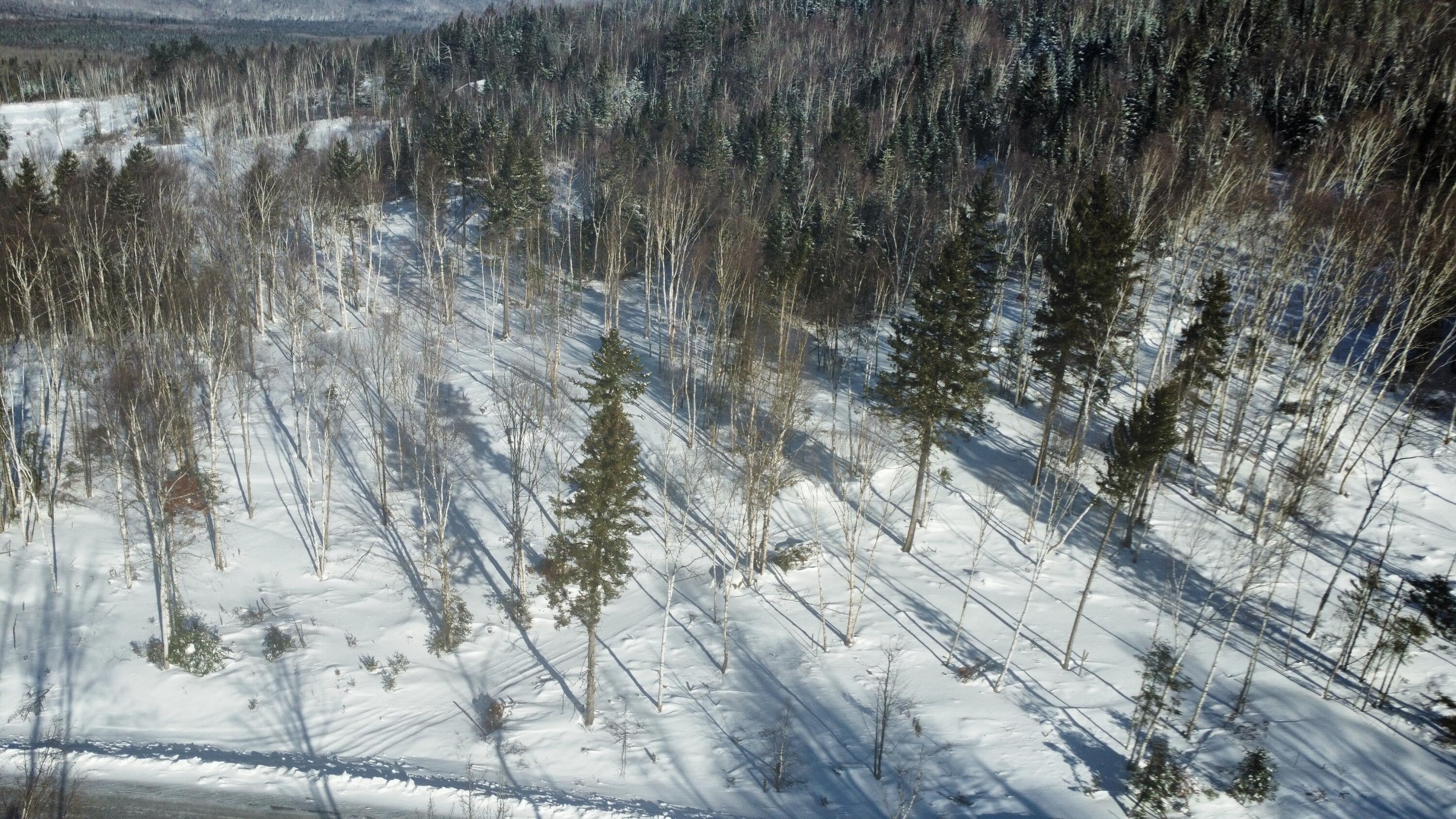 Lot 83 Johnson Lane Rangeley, ME 04970 - Photo 3 of 9 Looking down toward lot