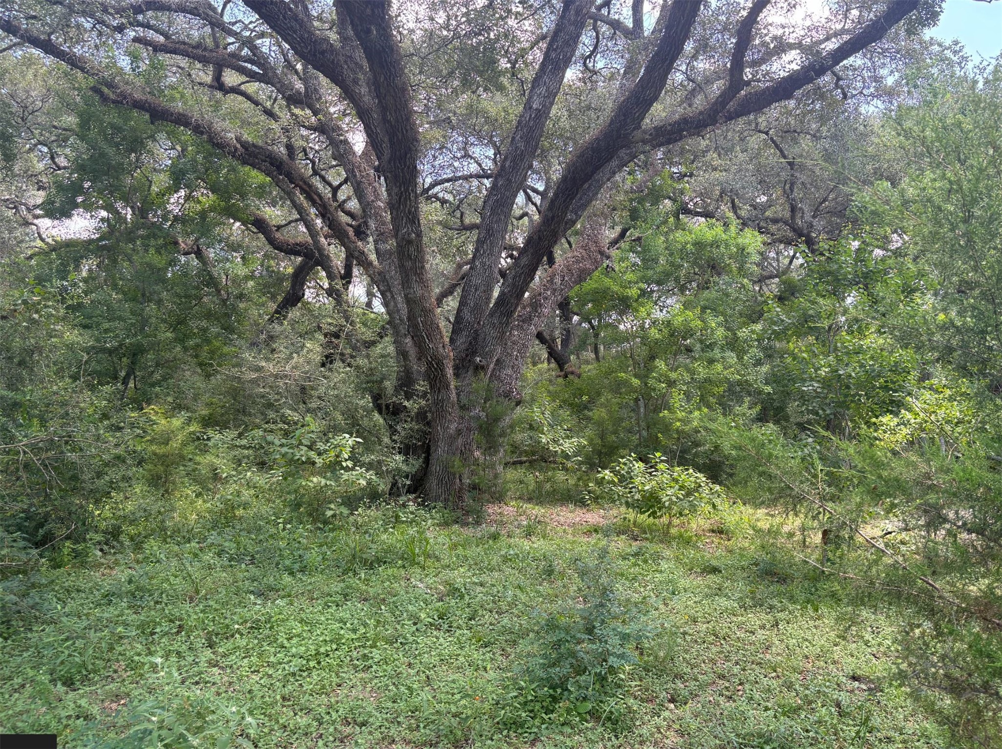 0 Frantz Road Cat Spring, TX 78933 - Photo 14 of 25