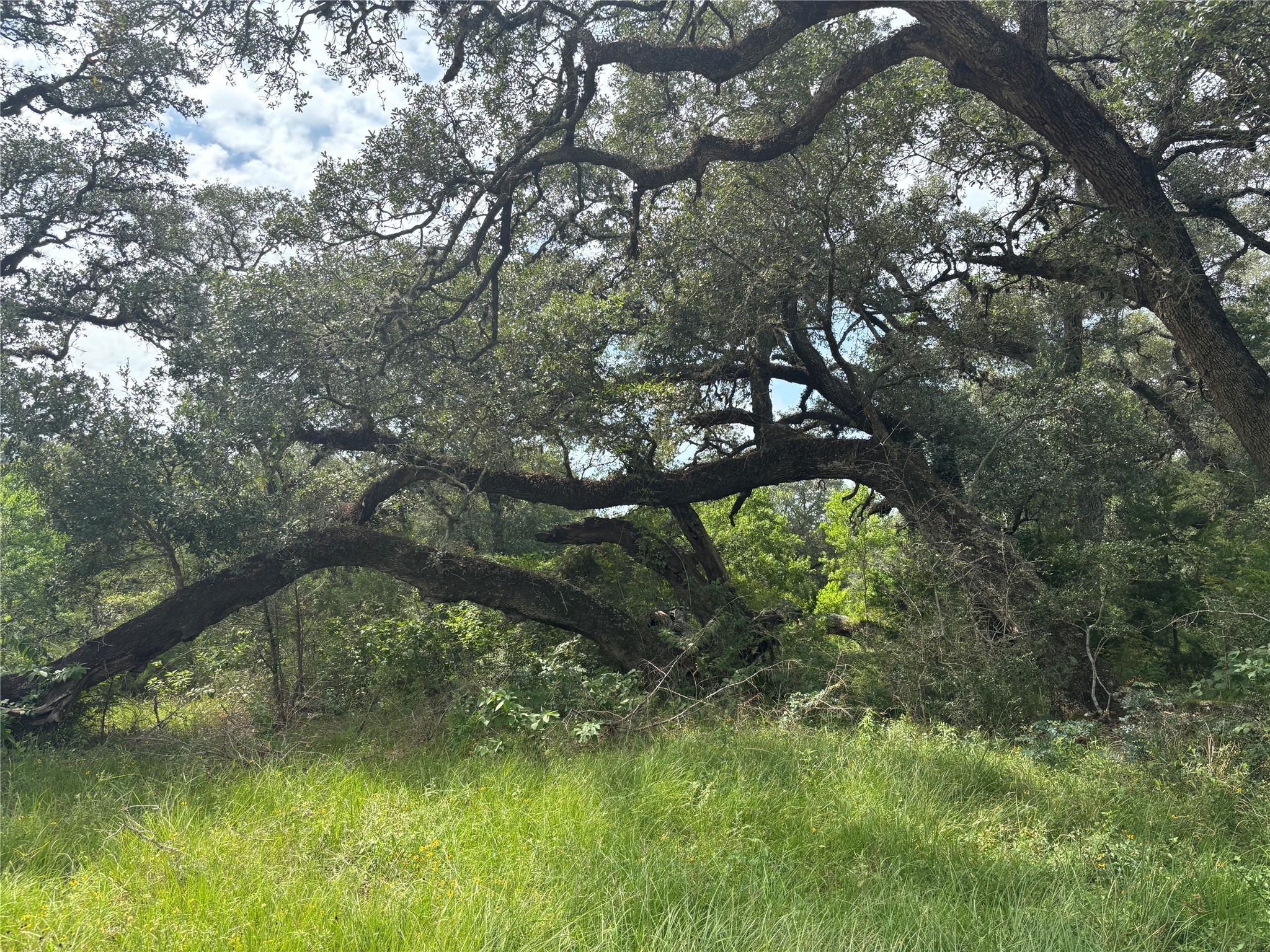 0 Frantz Road Cat Spring, TX 78933 - Photo 4 of 25