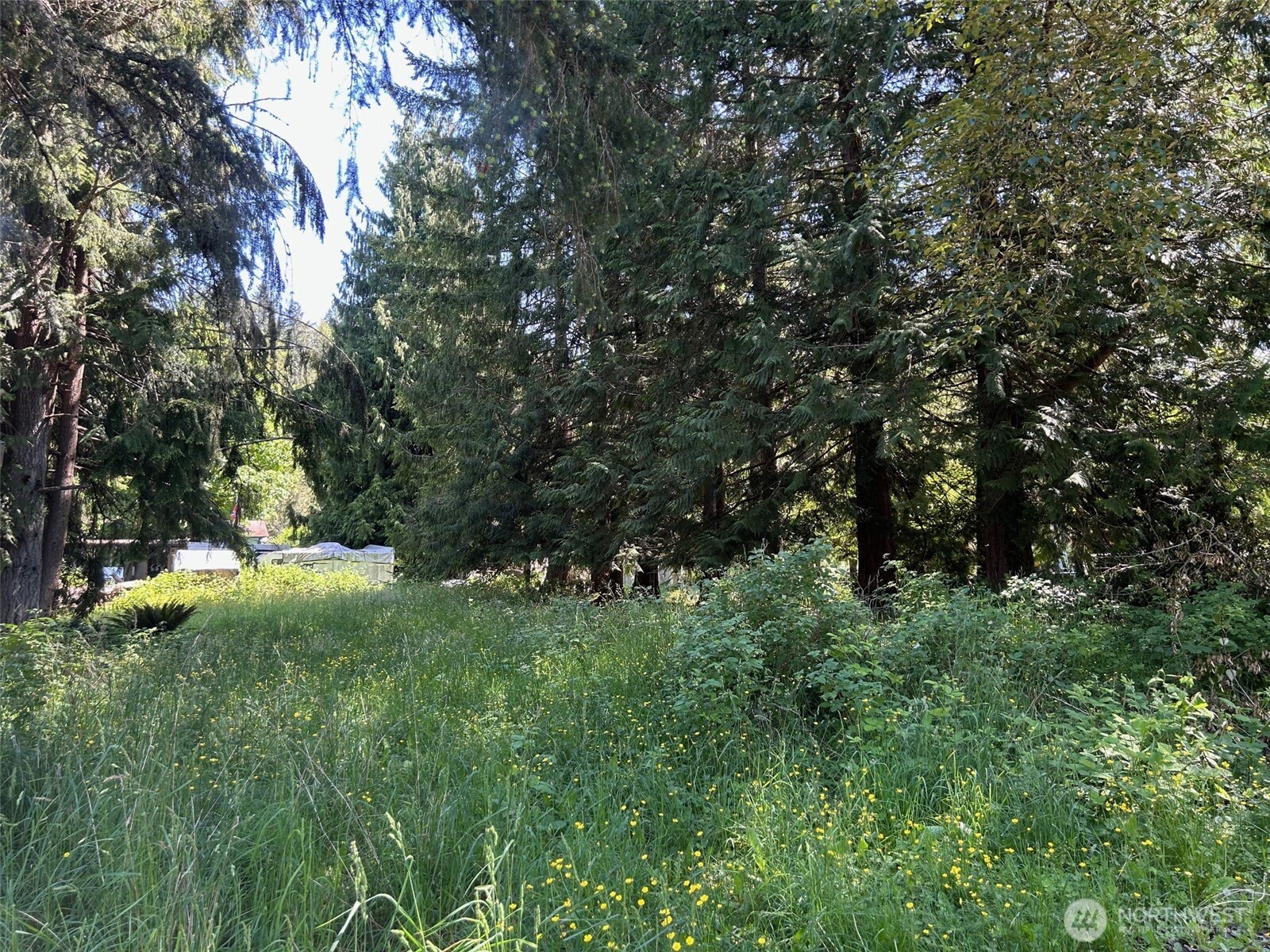201 Morgan Lane Brinnon, WA 98320 - Photo 3 of 5 a view of backyard