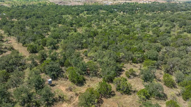 a view of a forest with lots of trees
