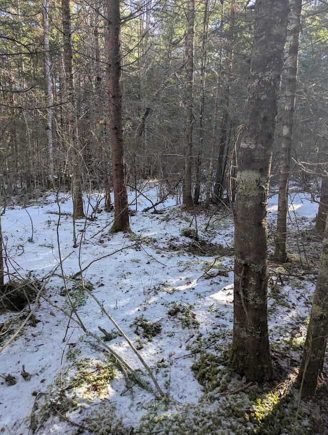 19 Tamarack Lane Cushing, ME 04563 - Photo 7 of 13