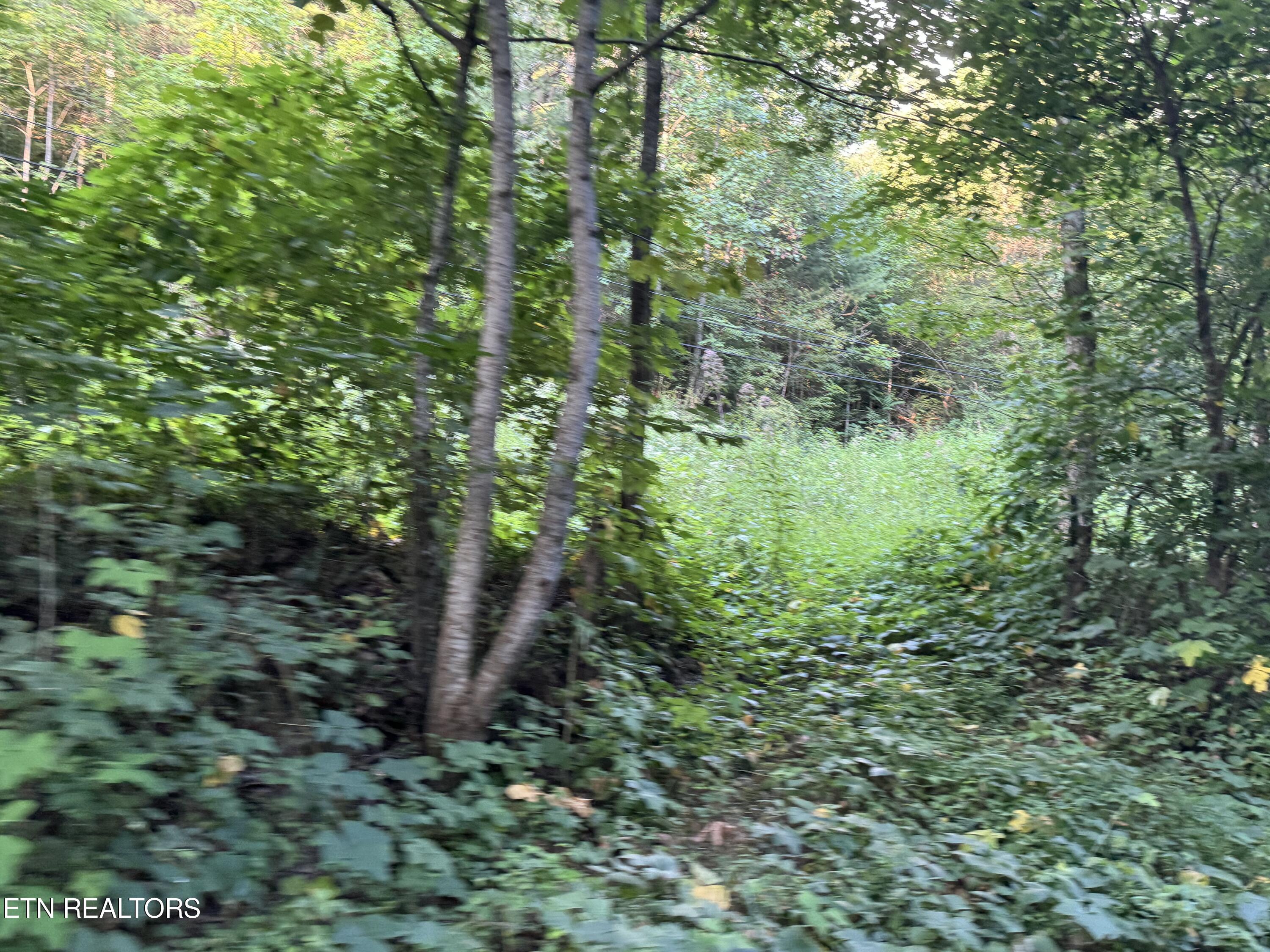 Dry Fork Road Del Rio, TN 37727 - Photo 3 of 12 IMG_1226