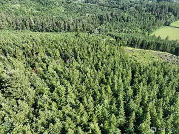 a view of a lush green forest