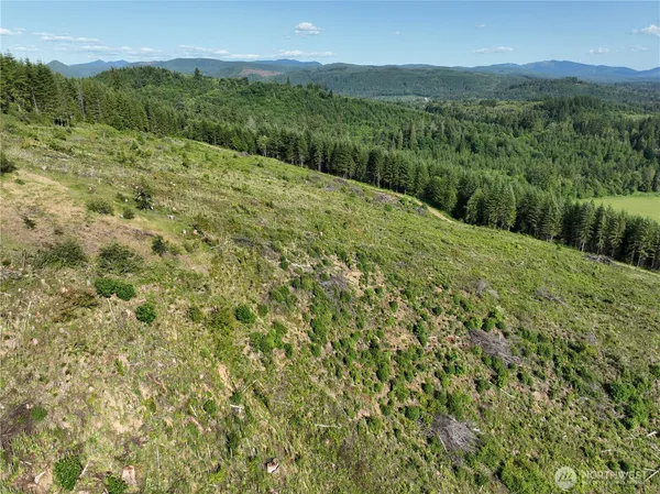 a view of a lush green forest with a mountain