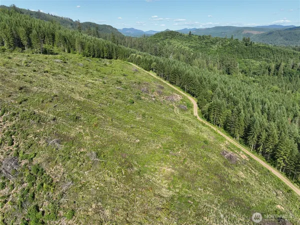 a view of a lush green forest with mountain