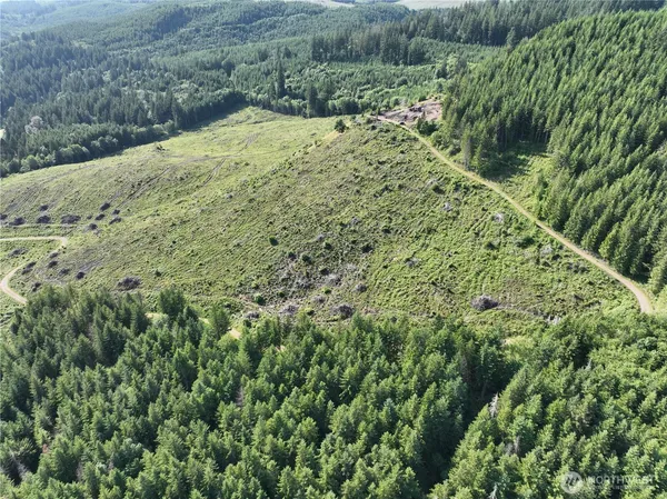 a view of a forest with a yard