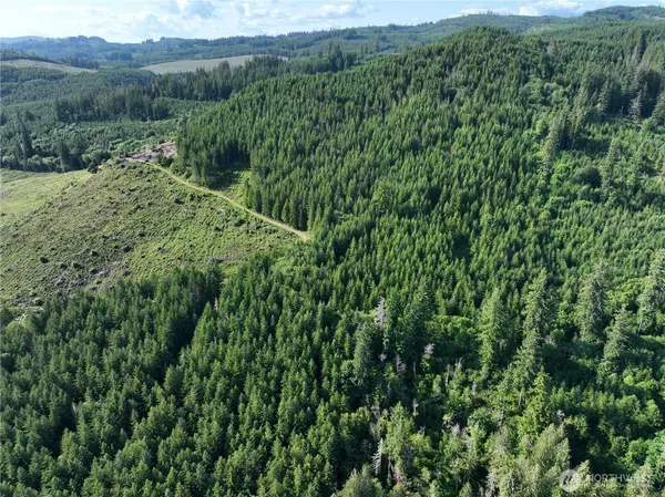 a view of a lush green forest with trees and some plants