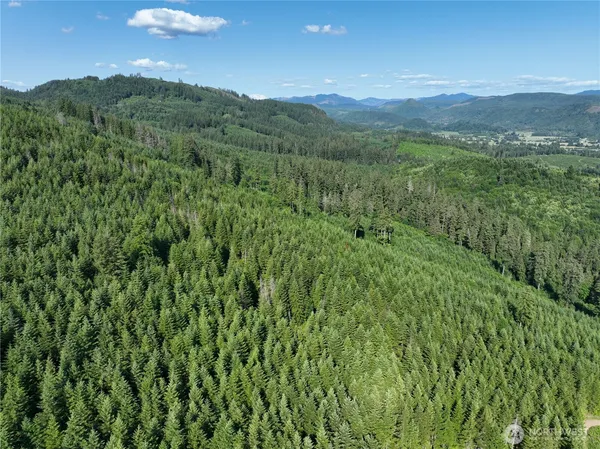 a view of a lush green forest with lush green forest