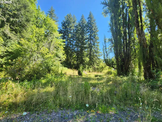a view of a forest with a mountain
