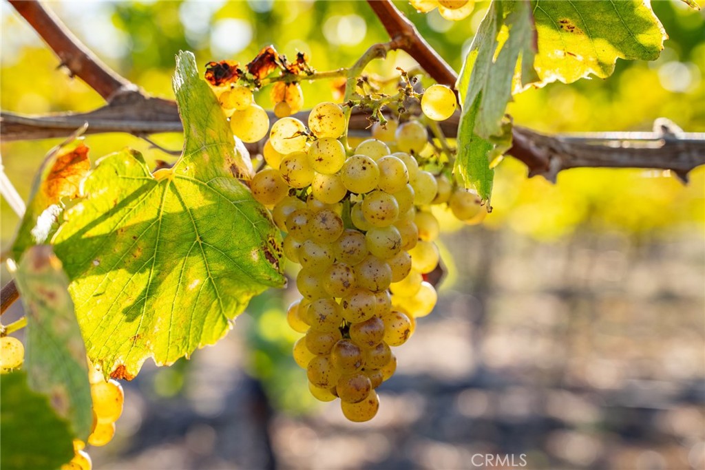 5502 Los Ranchos Road San Luis Obispo, CA 93401 - Photo 69 of 75