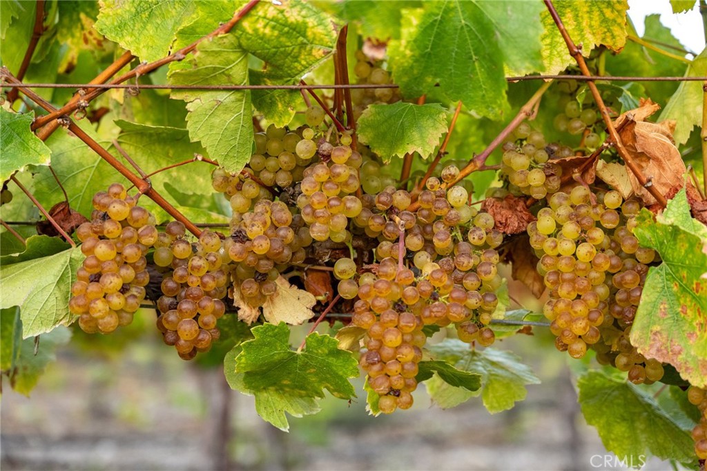 5502 Los Ranchos Road San Luis Obispo, CA 93401 - Photo 70 of 75