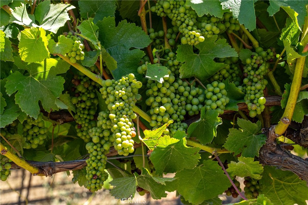 5502 Los Ranchos Road San Luis Obispo, CA 93401 - Photo 9 of 75