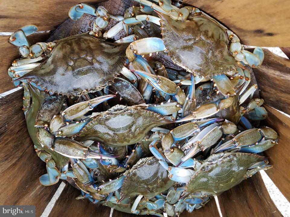 811 Long Point Road Grasonville, MD 21638 - Photo 47 of 50 Chester River Crabs right from your "backyard"!