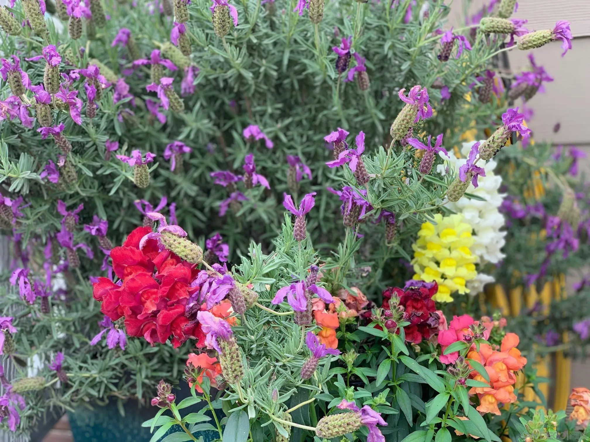 1315 Pepper Drive, Unit 2 El Cajon, CA 92021 - Photo 26 of 29 a view of a flower