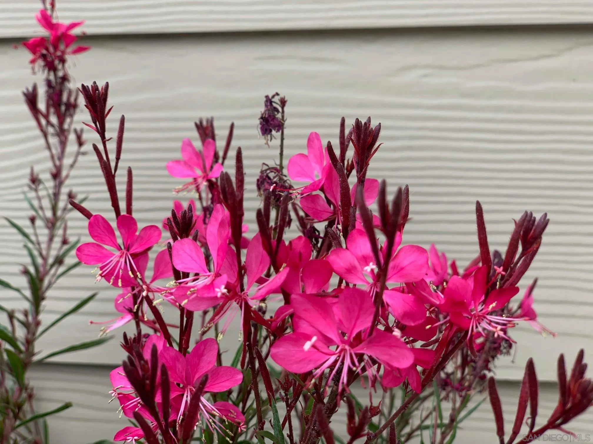 1315 Pepper Drive, Unit 2 El Cajon, CA 92021 - Photo 28 of 29 a view of a flower in a window