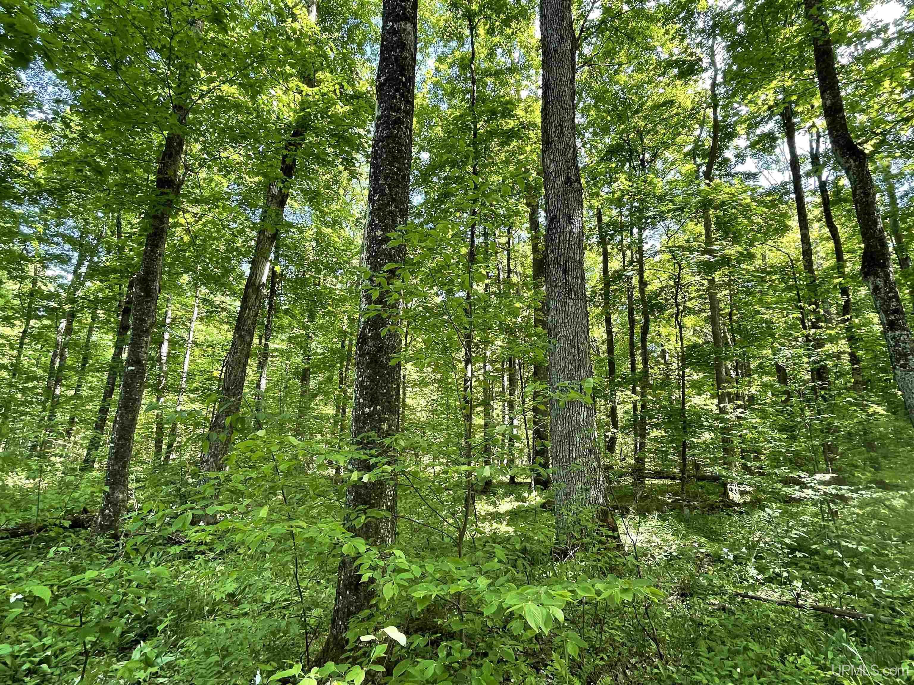 Tbd Tbd Banking Ground Road Germfask, MI 49836 - Photo 2 of 36