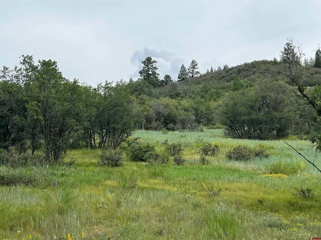 a big yard with lots of green space and deers