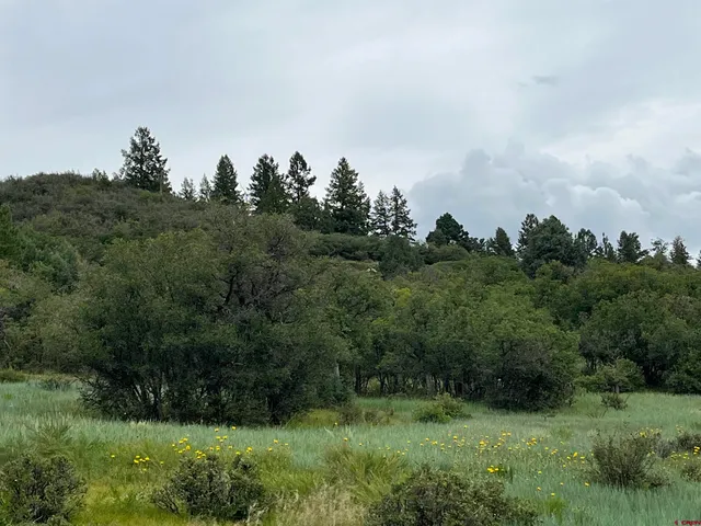 a view of a bunch of trees in a field