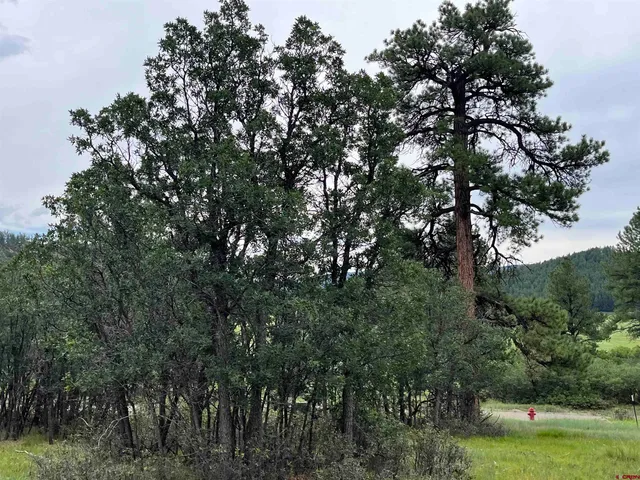 a view of tree in a yard