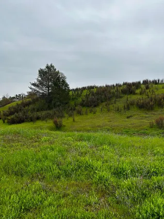 a view of grassy field with trees