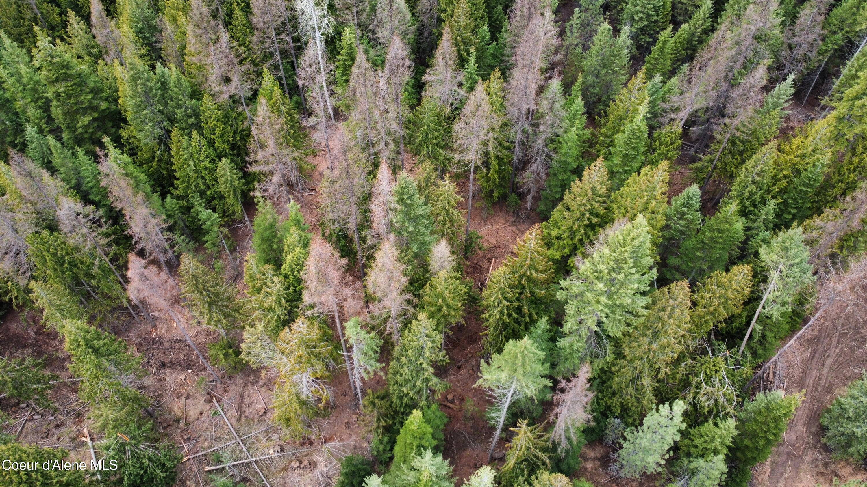 Nka Hells Gulch Road St. Maries, ID 83861 - Photo 15 of 20 dji_fly_20260331_164000_963_177500050123