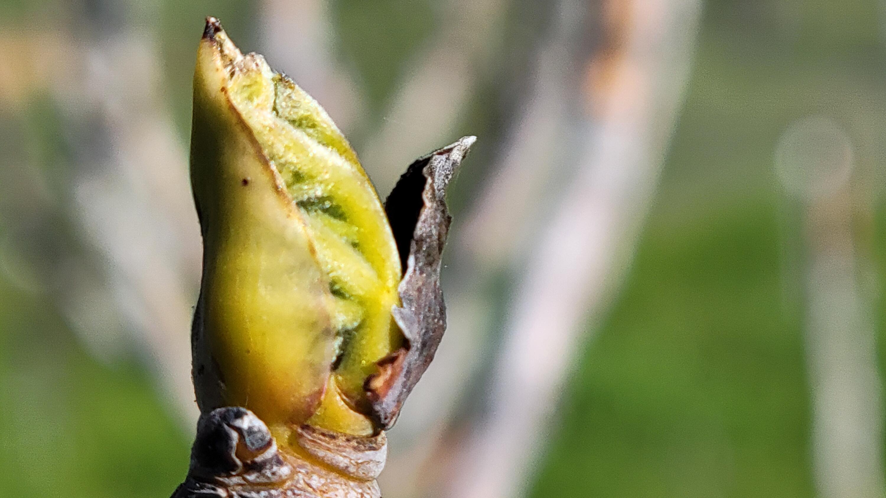 Lot 190 Straight Arrow Road Igo, CA 96047 - Photo 34 of 53 20260117_120311