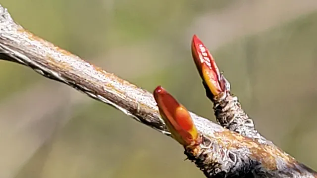 $119,500 | Lot 190 Straight Arrow Road, Igo, CA 96047