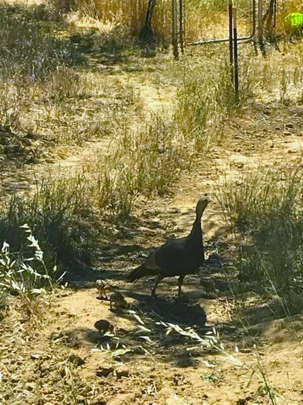 Lot 190 Straight Arrow Road Igo, CA 96047 - Photo 51 of 53 IMG_2894