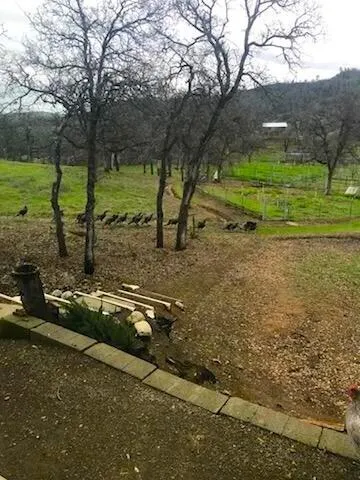 $119,500 | Lot 190 Straight Arrow Road, Igo, CA 96047