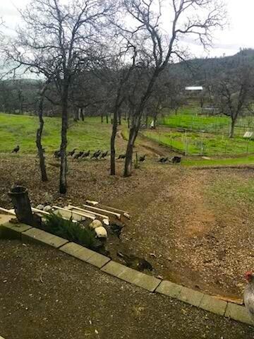 Lot 190 Straight Arrow Road Igo, CA 96047 - Photo 53 of 53 IMG_3598