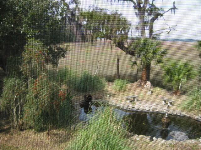 8449 Palmetto Pointe Road Edisto Island, SC 29438 - Photo 40 of 70 8449 Pal Pt (12)