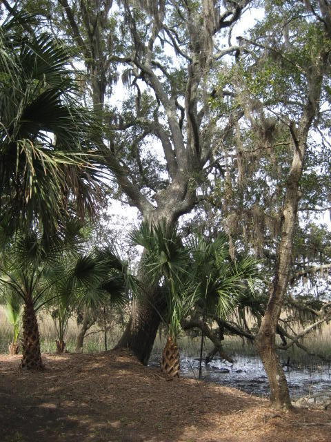 8449 Palmetto Pointe Road Edisto Island, SC 29438 - Photo 48 of 70 8449 Pal Pt (21)