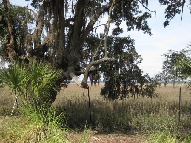 8449 Palmetto Pointe Road Edisto Island, SC 29438 - Photo 50 of 70 8449 Pal Pt (23)