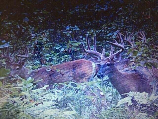11610 Fogg Lake Road Montague, MI 49437 - Photo 24 of 67 deer 2 fogg lk rd