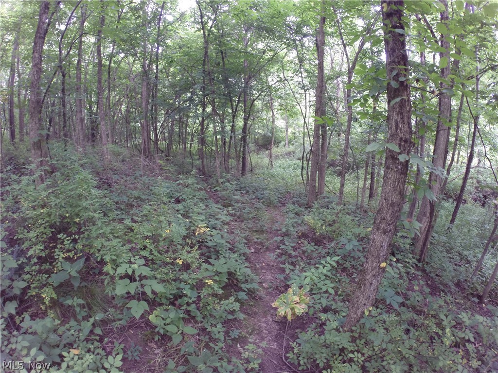 55101 Iowa Road Cumberland, OH 43732 - Photo 29 of 30 Deer paths run through the property. Oak, walnut, hickory trees and May apples offer feed for deer, turkey, squirrels, etc. Small stream completes it.
