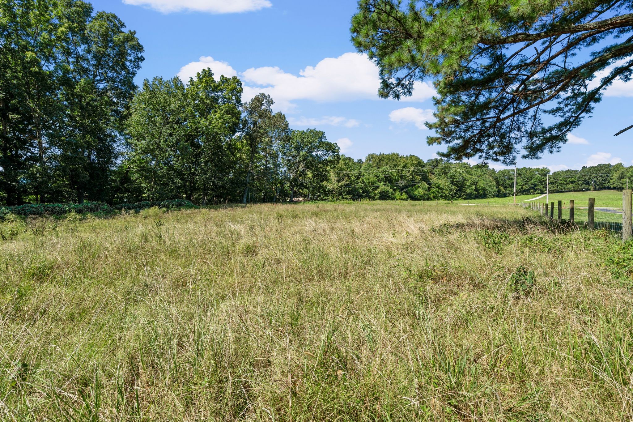 5295 Marion Road Cunningham, TN 37052 - Photo 28 of 33 a view of a green yard with large trees