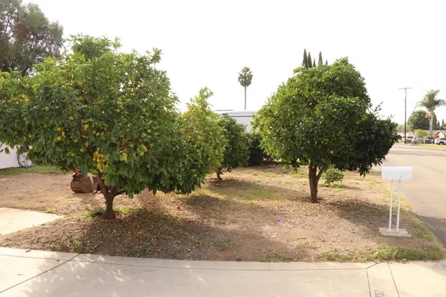 a view of a yard with trees