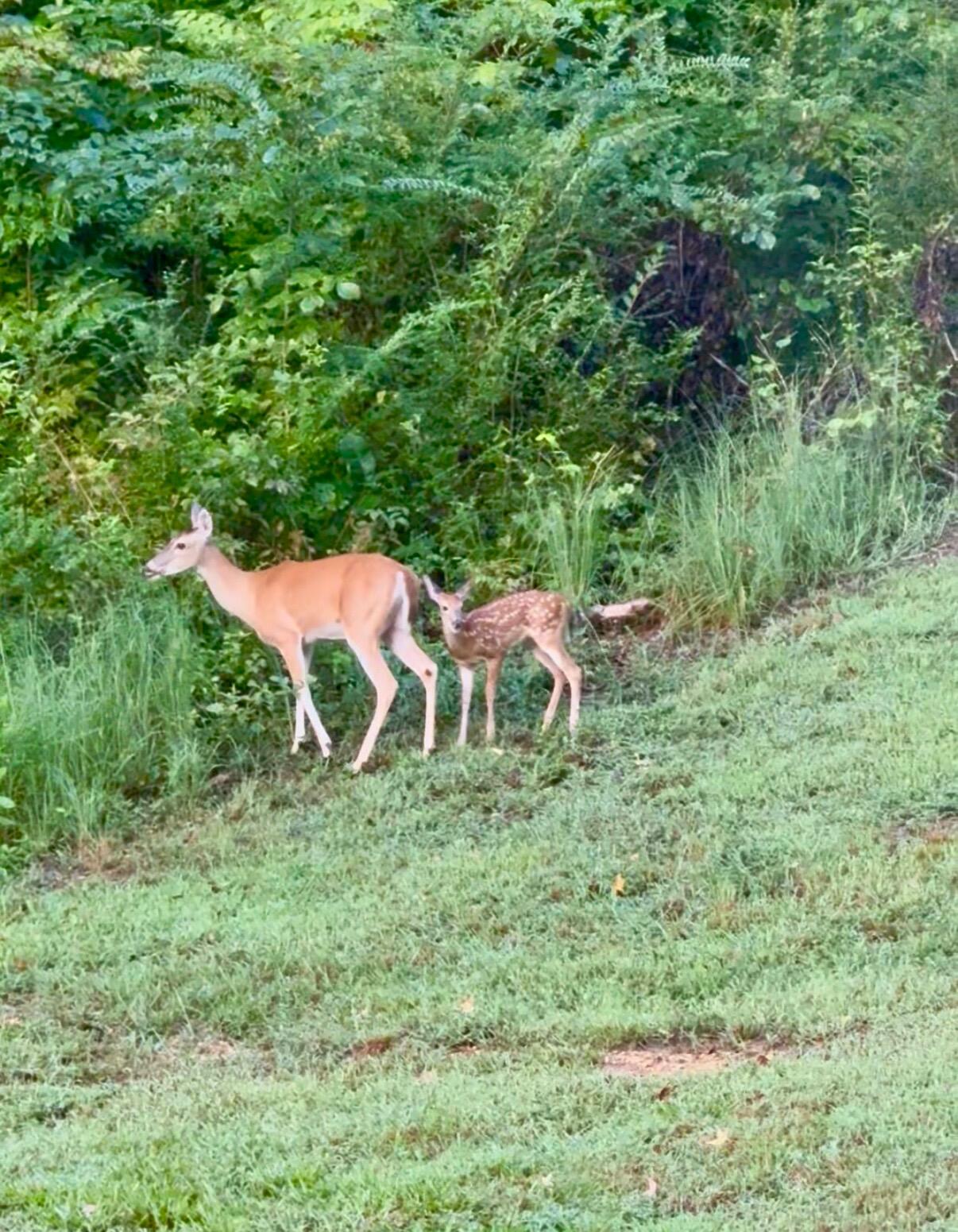 835 Edgewater Way Jasper, TN 37347 - Photo 67 of 84 IMG_4836