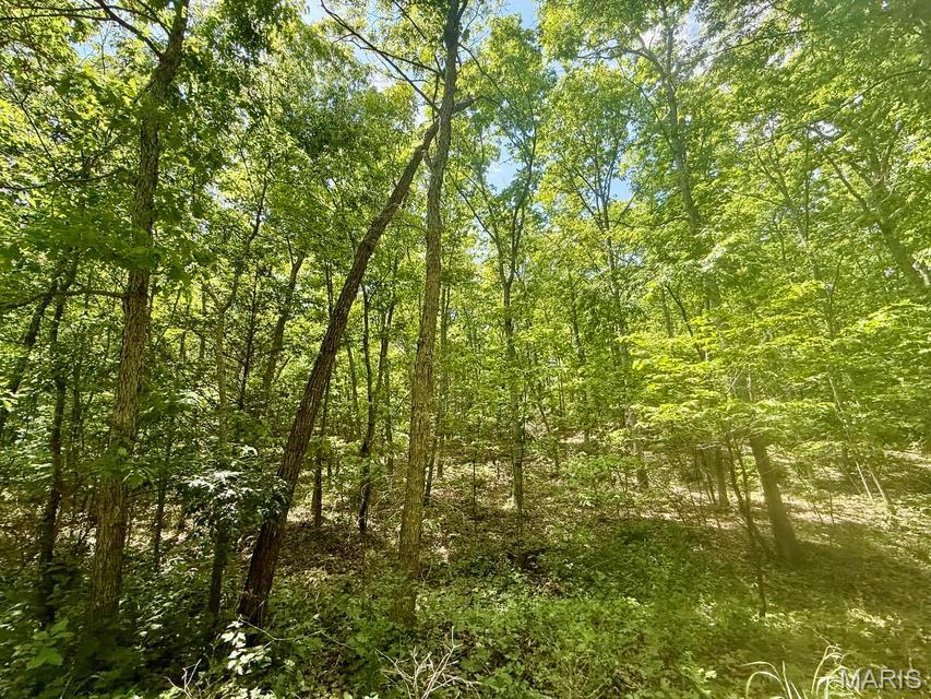 0 Bailey Road Licking, MO 65542 - Photo 16 of 33 Gallery Image 16