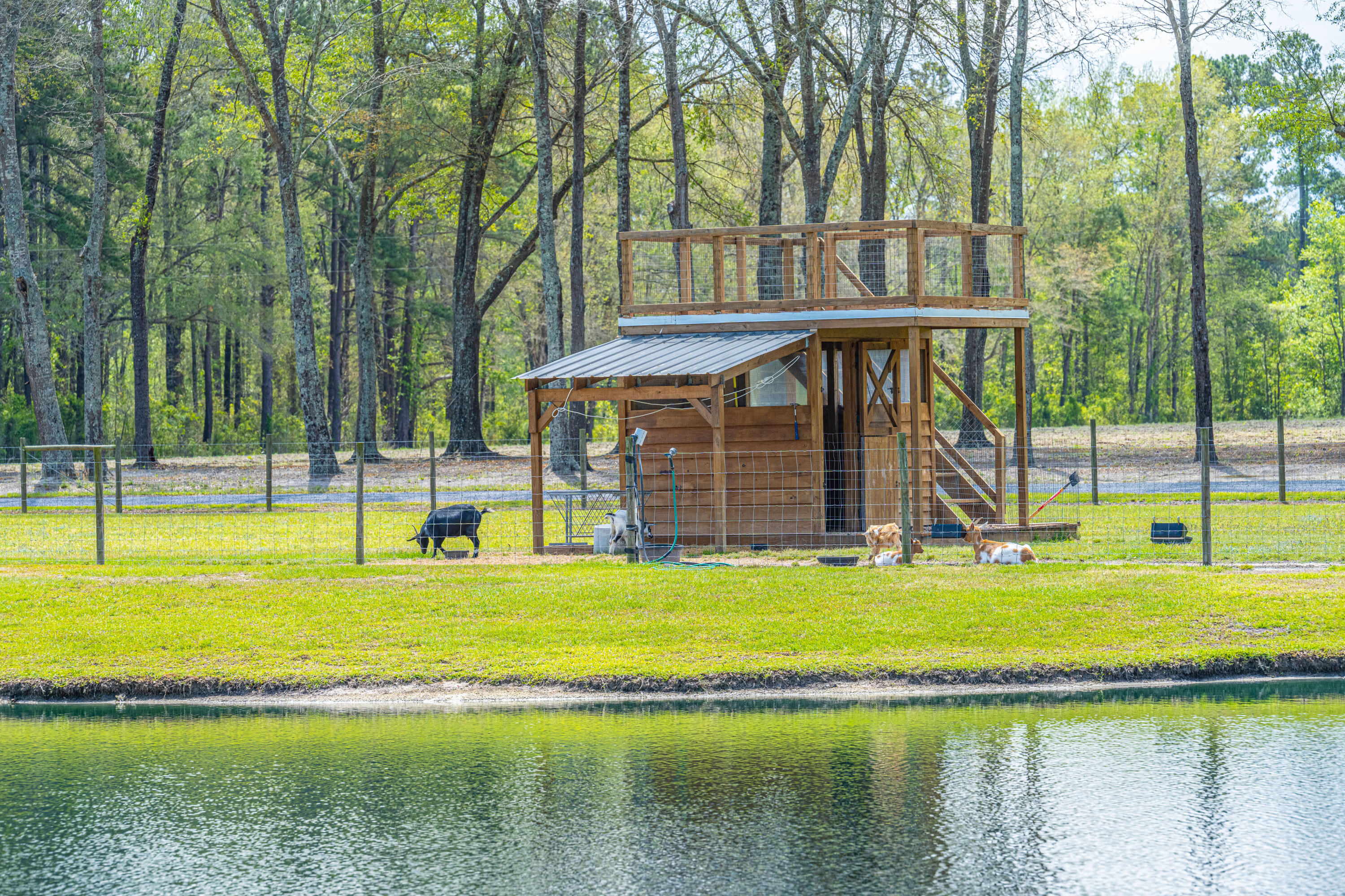 12145 Low Country Highway Ruffin, SC 29475 - Photo 61 of 73 Goat House and pasture.