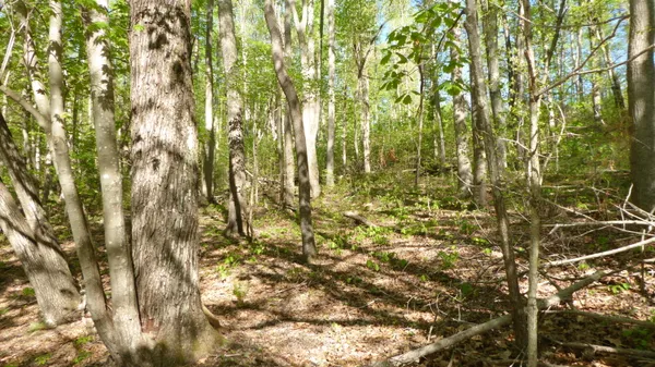 $24,950 | Tract 9 Dusty Lane, Martinsville, VA 24112