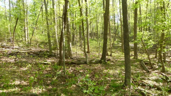 $24,950 | Tract 9 Dusty Lane, Martinsville, VA 24112