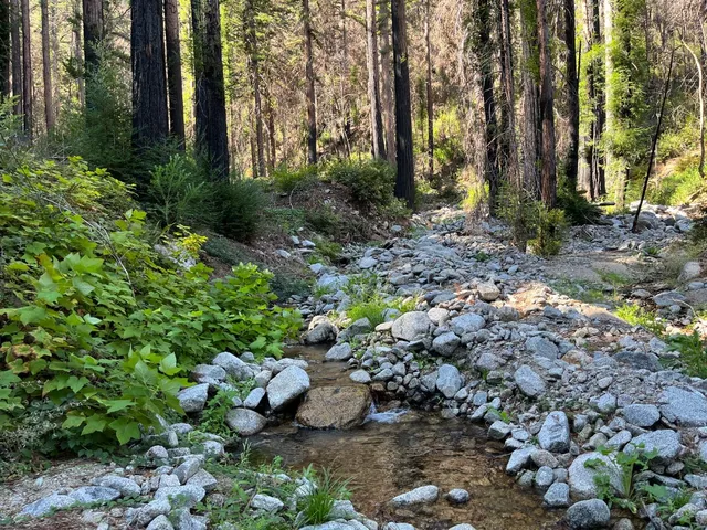 a garden with lots of trees