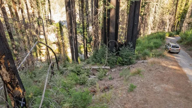 a view of a garden with trees