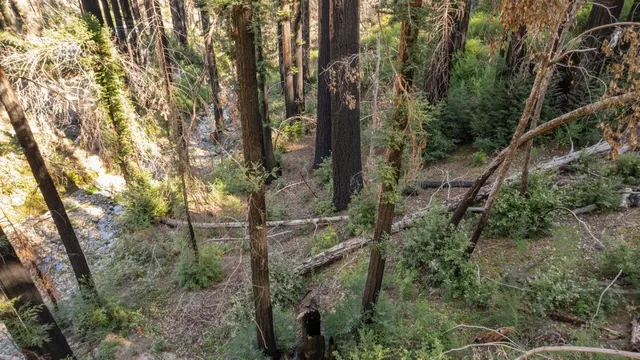 a view of a forest with trees