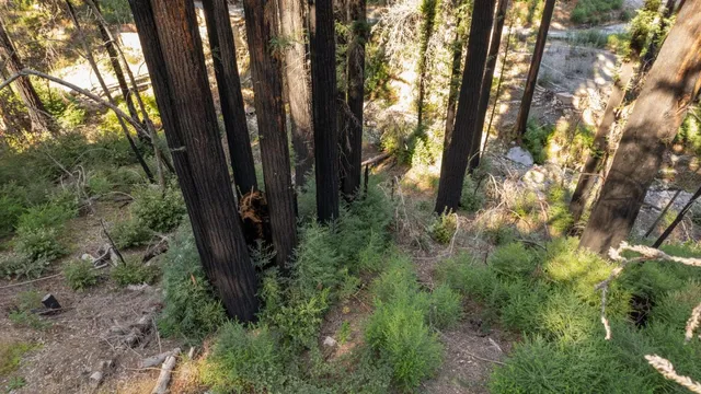 a view of a trees in a yard