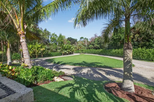 a view of a yard with a palm tree