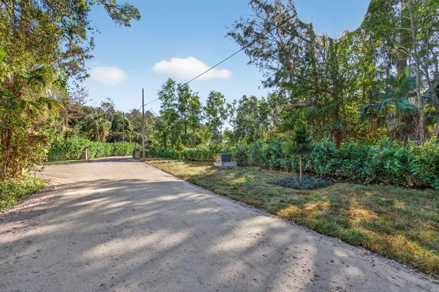 a view of a yard with plants and large trees