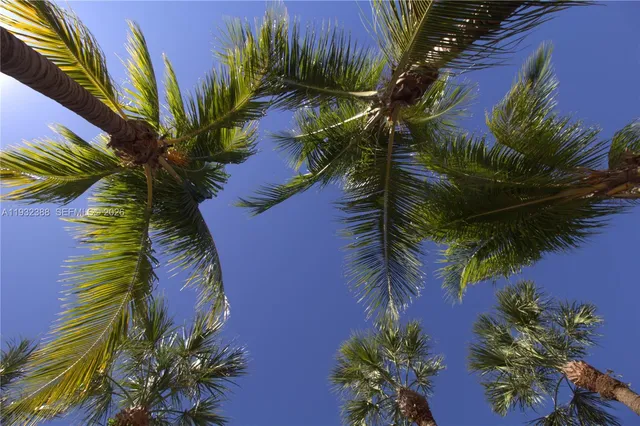 a view of a palm plant that is in front of a house